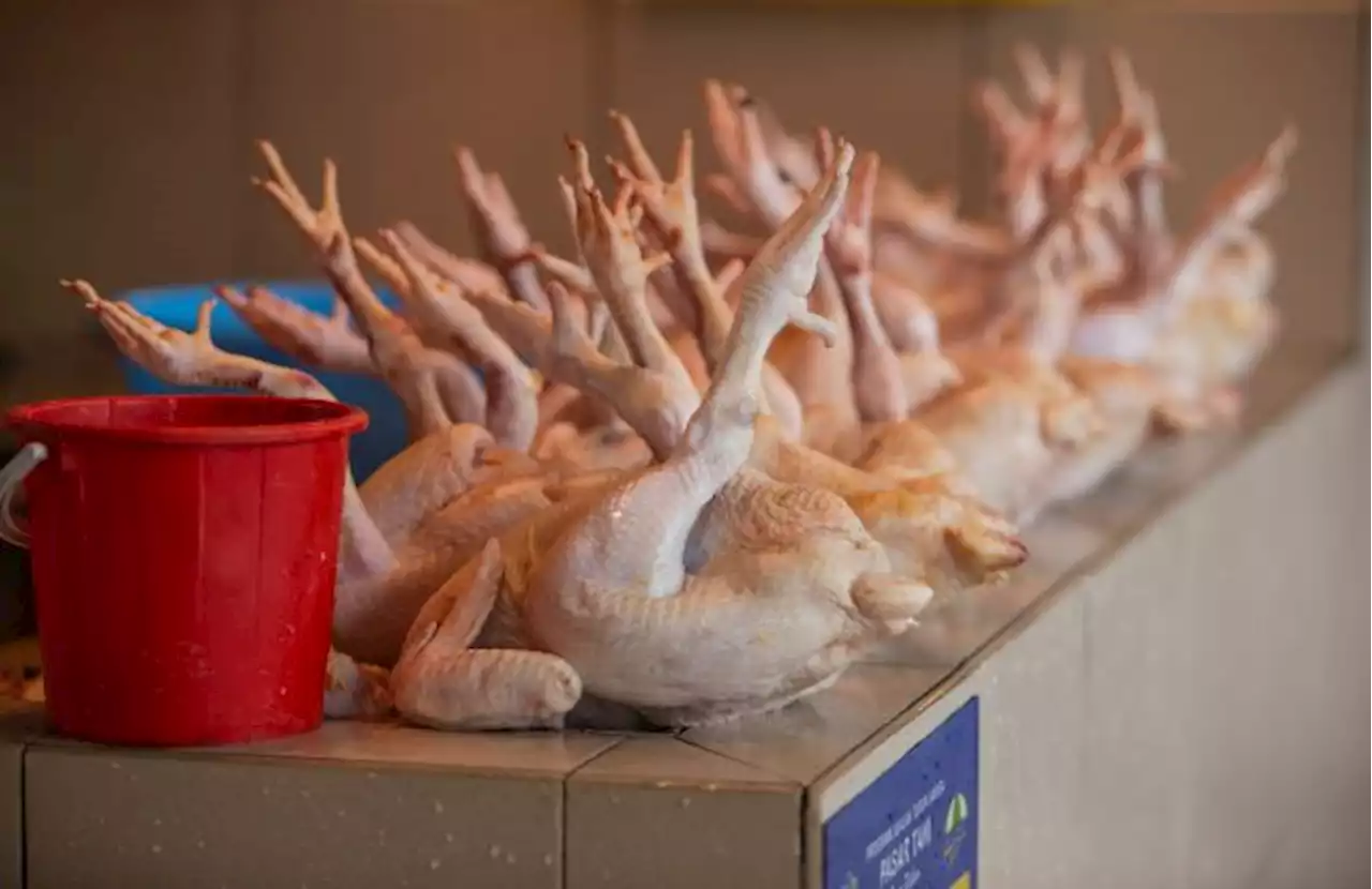 Ayam raya tak cukup, kalau ada bersaiz kecil