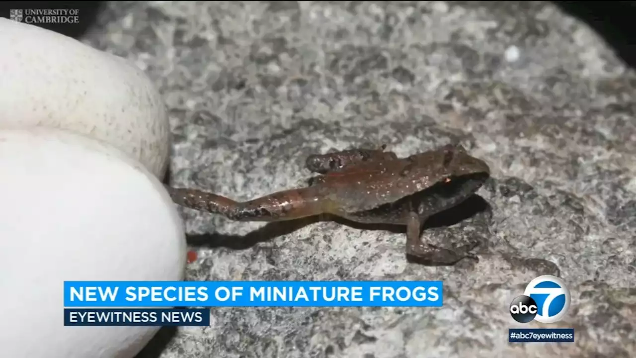 6 new species of miniature frogs have been discovered in Mexico