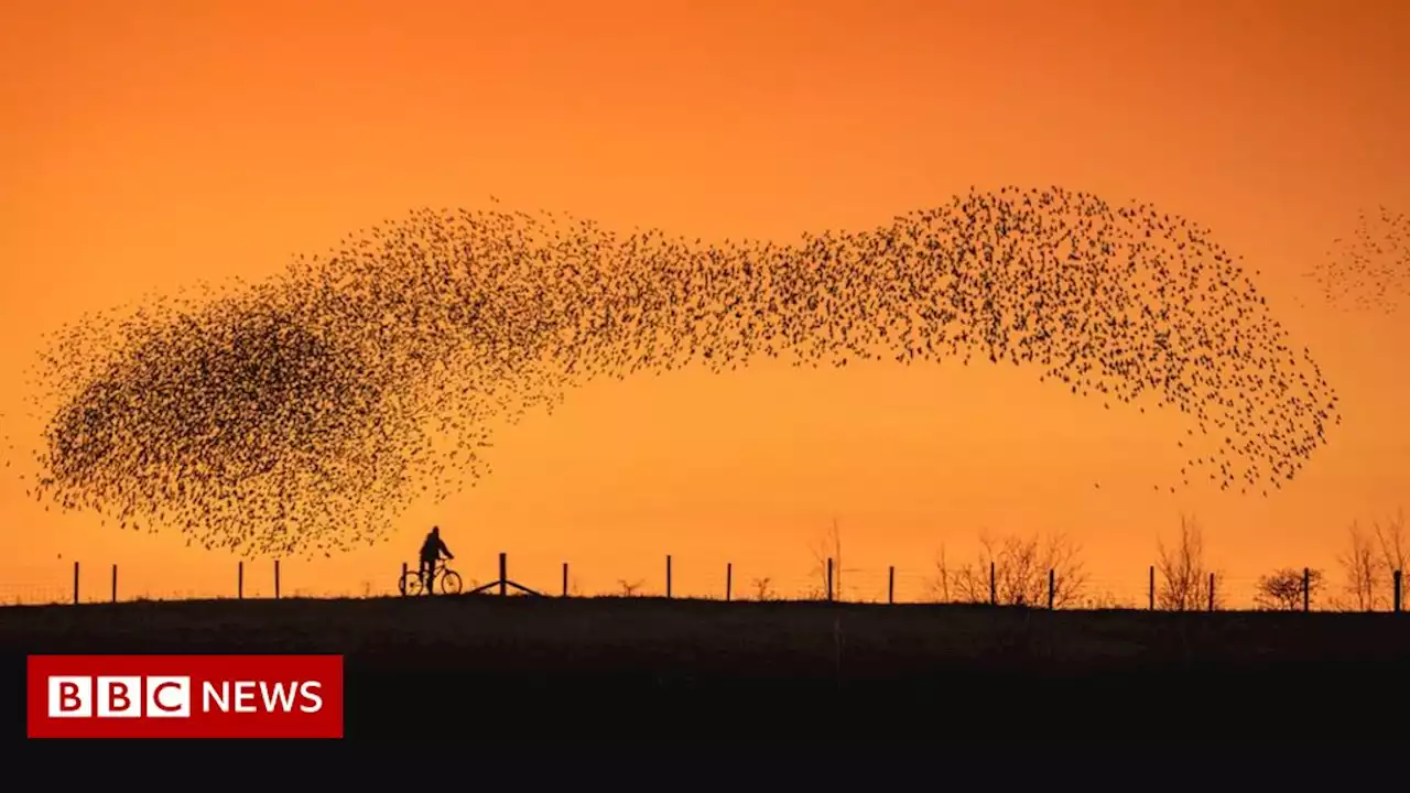 Scientists study secrets of starling murmurations