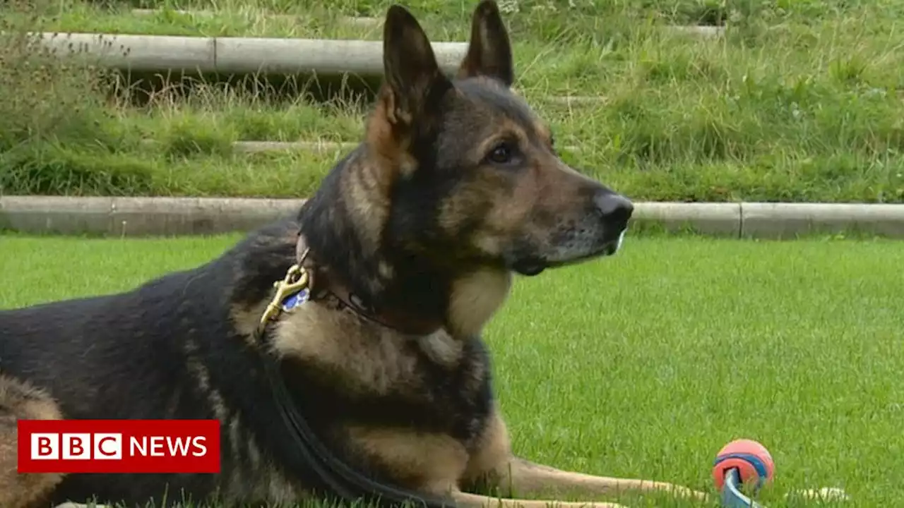 Woman attacked in Keynsham field in dog lead row