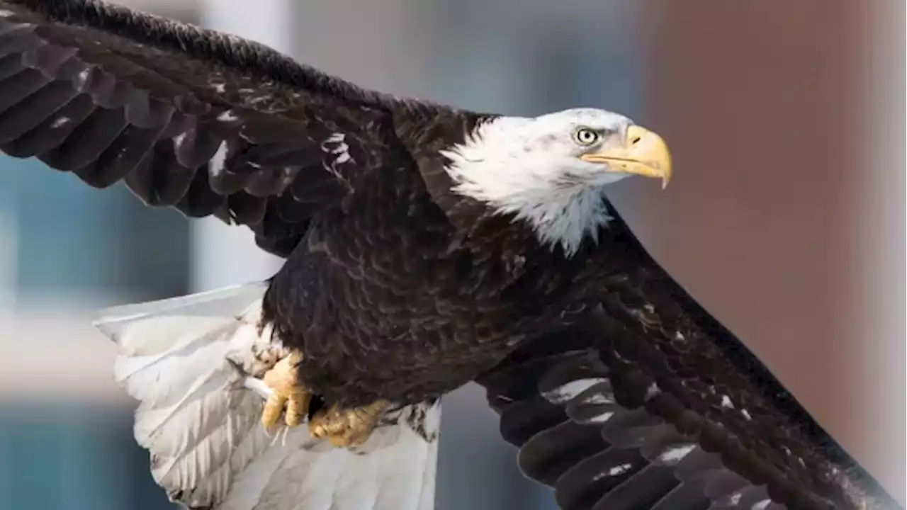 In Ontario, bird flu has killed bald eagles, Canada geese, and even red foxes | CBC News