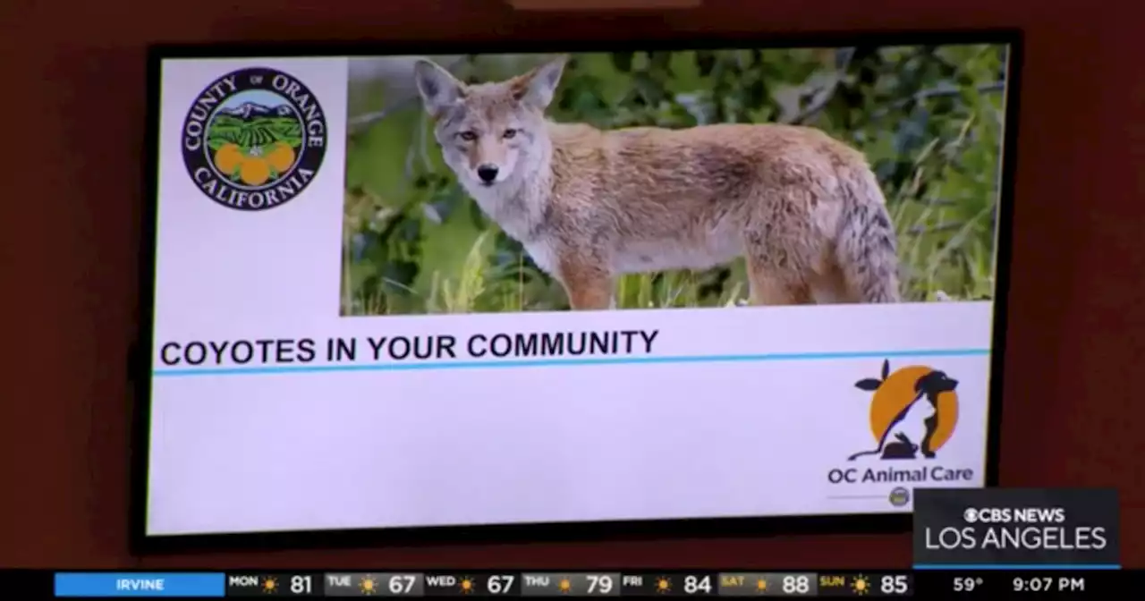 Wildlife experts and residents disagree on how to solve growing coyote population