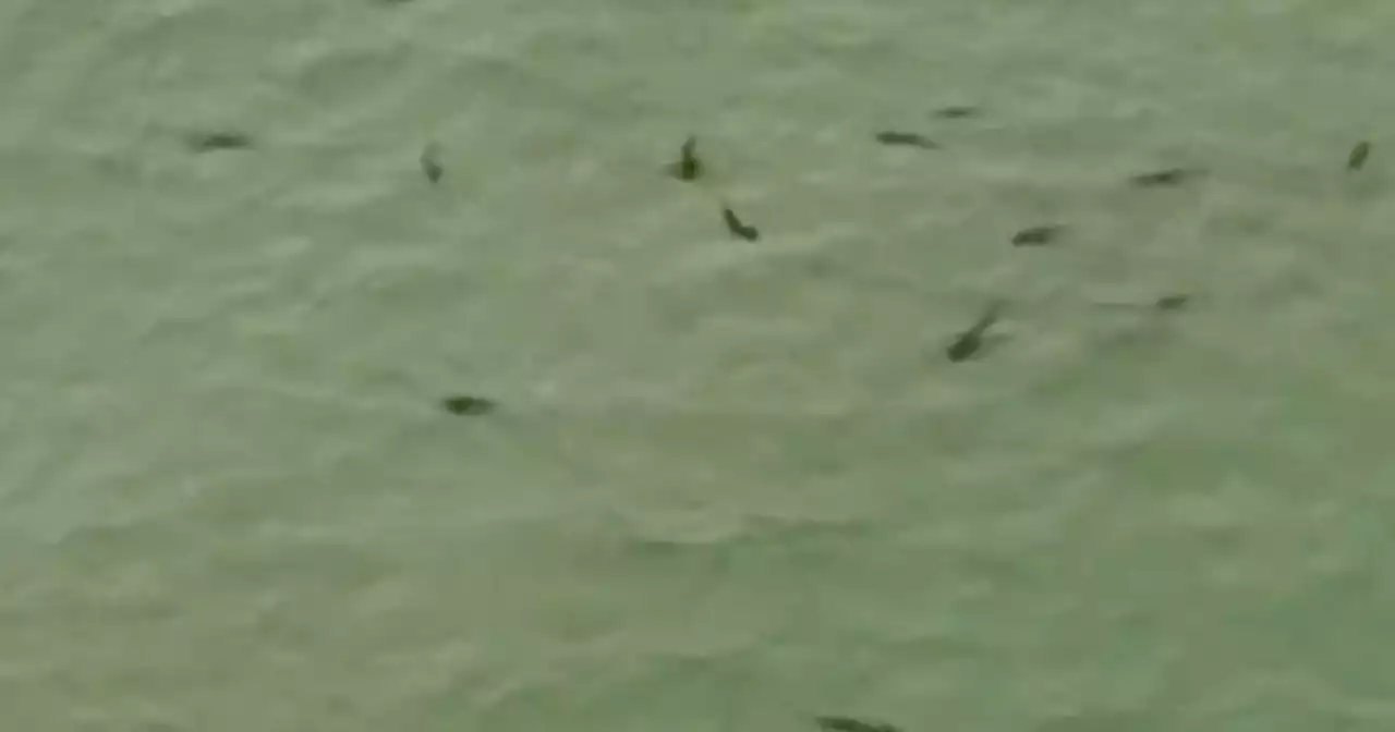 Chilling video shows 50 hungry sharks circling shallow waters off busy coast