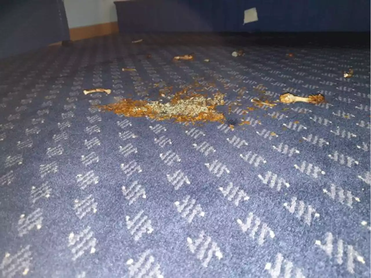 Couple find rotten chicken under Travelodge bed but hotel 'says they planted it'