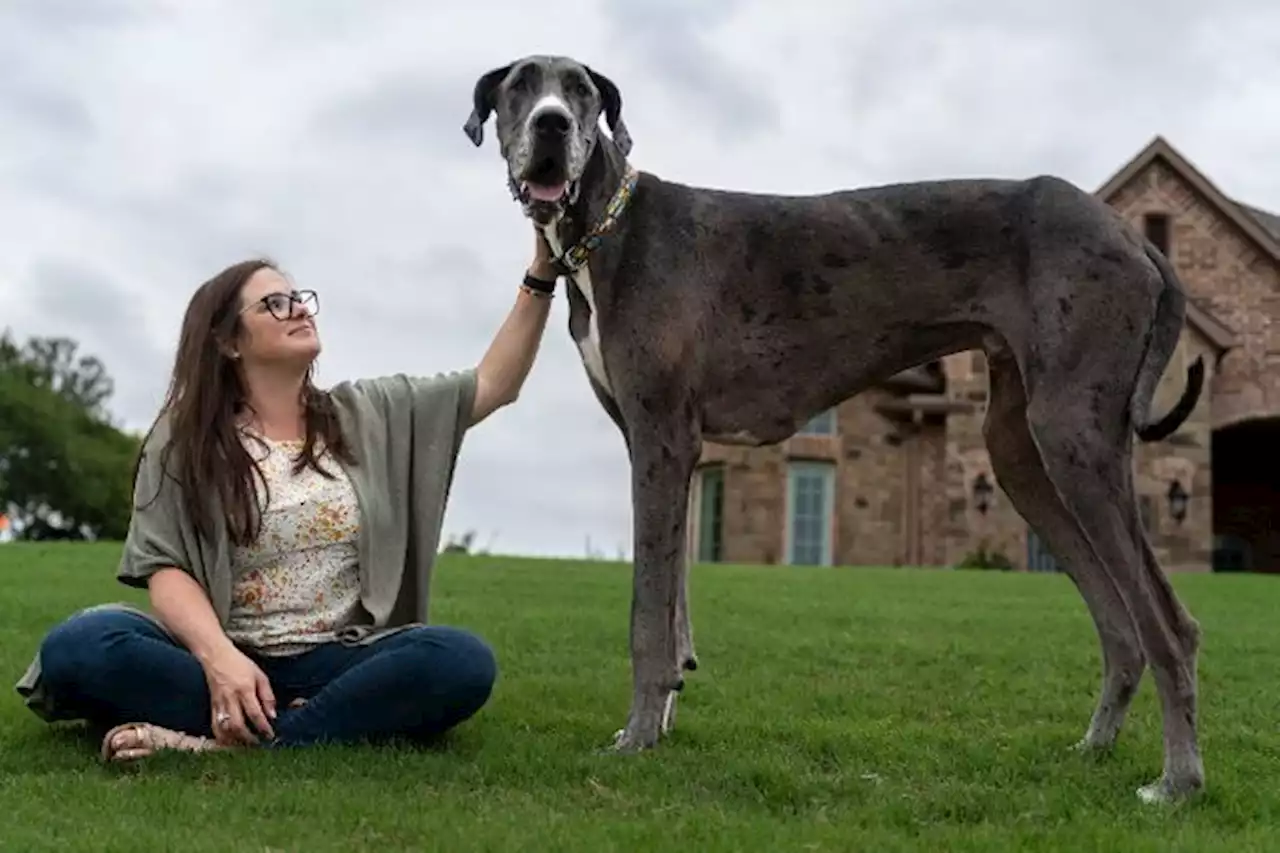 Zeus, a Bedford Great Dane, is named world’s tallest dog by Guinness