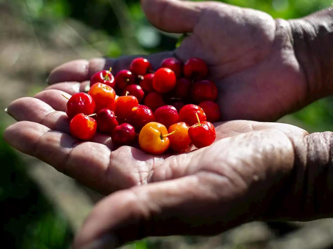 The Most Potent Cherry In The World Is Barbados’ Hidden Treasure