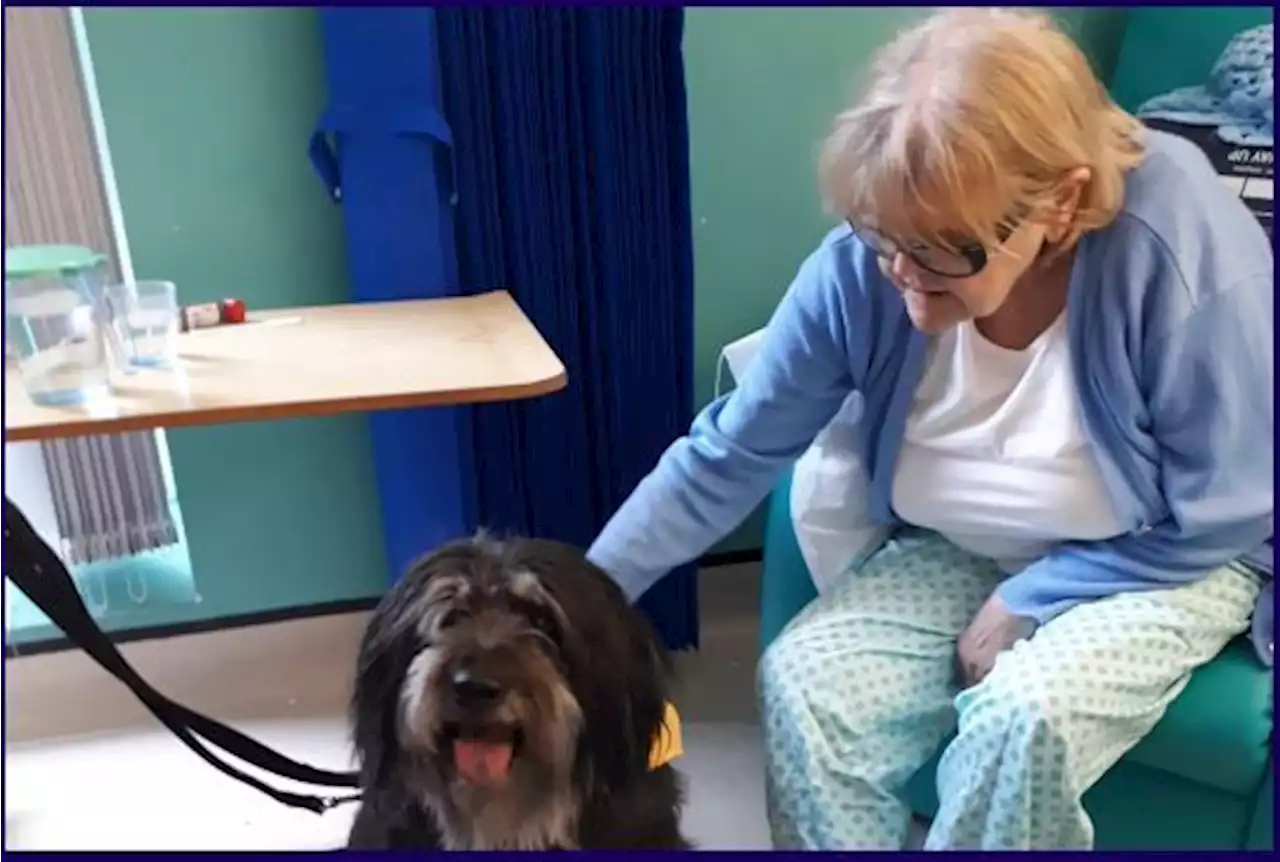 Canine carer helps out during Experience of Care Week