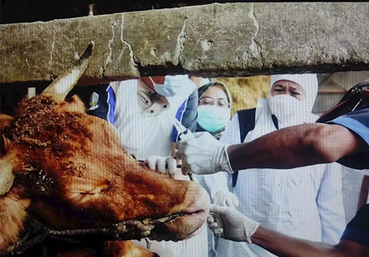 Kenali Gejala Penyakit Kuku dan Mulut, Daging Hewan Tetap Bisa Dimakan