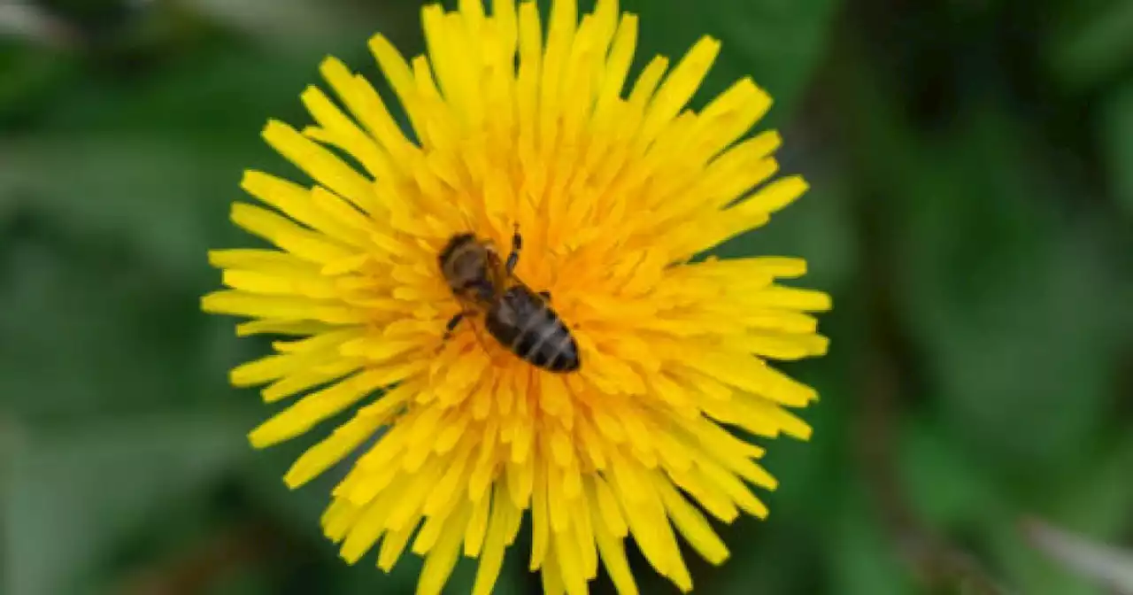 ‘No Mow May’ Helps Bees And Lets You Relax Instead Of Mowing The Lawn