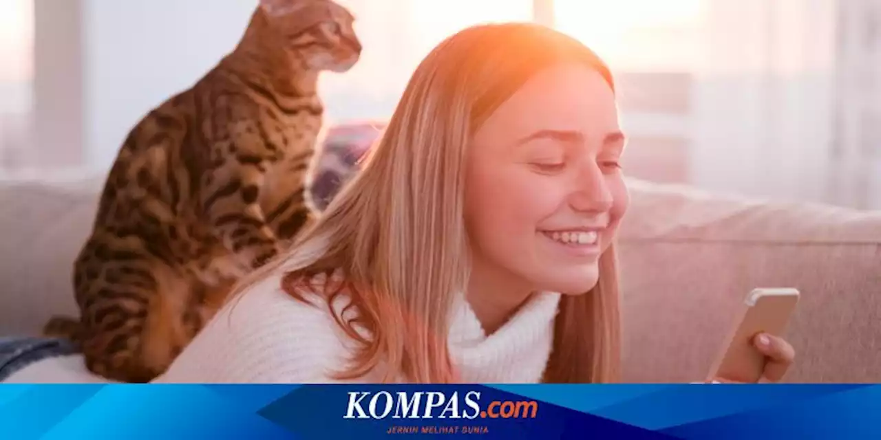 Menjauhkan Kucing dari Rasa Bosan, Begini Caranya