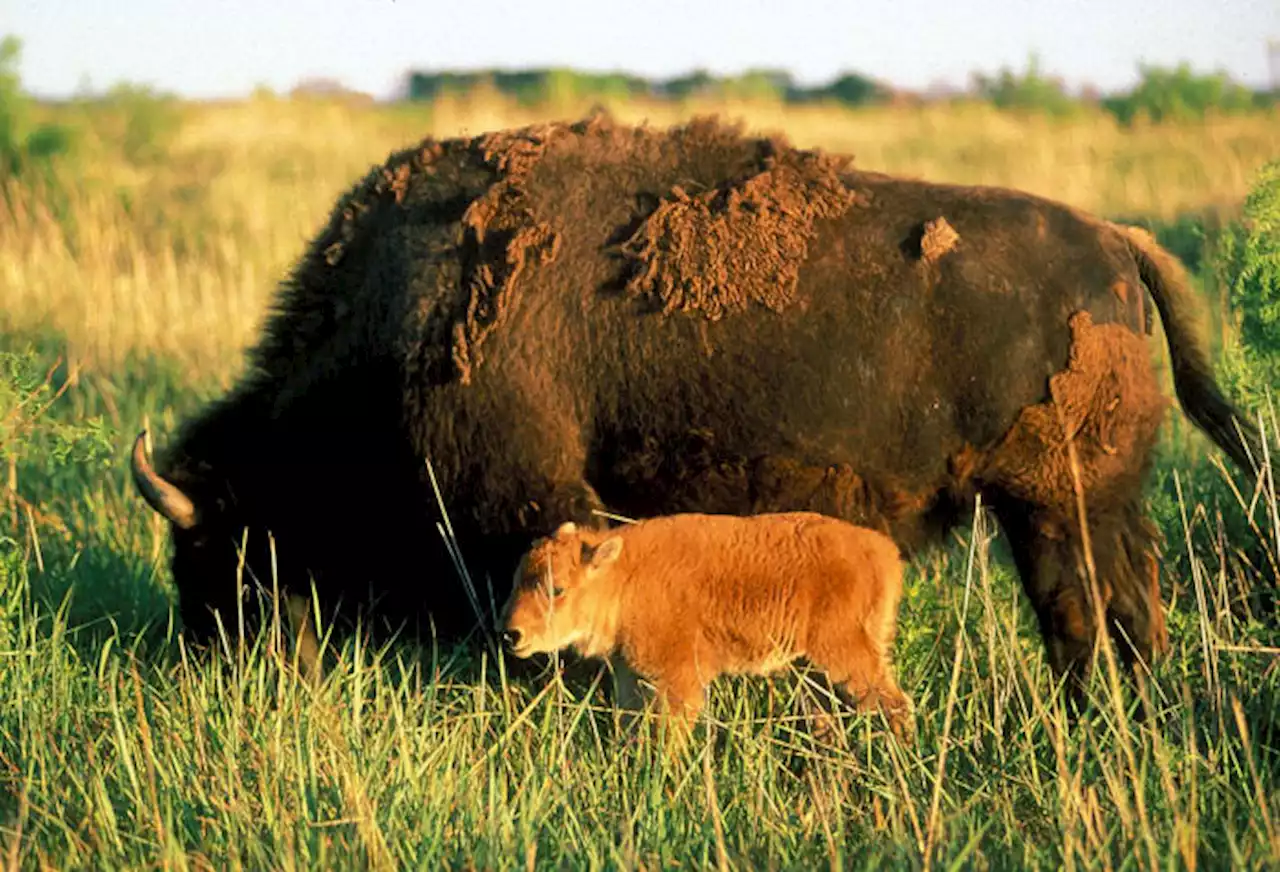 Think you need Yellowstone or the Grand Canyon to see bison roam free? Think again.