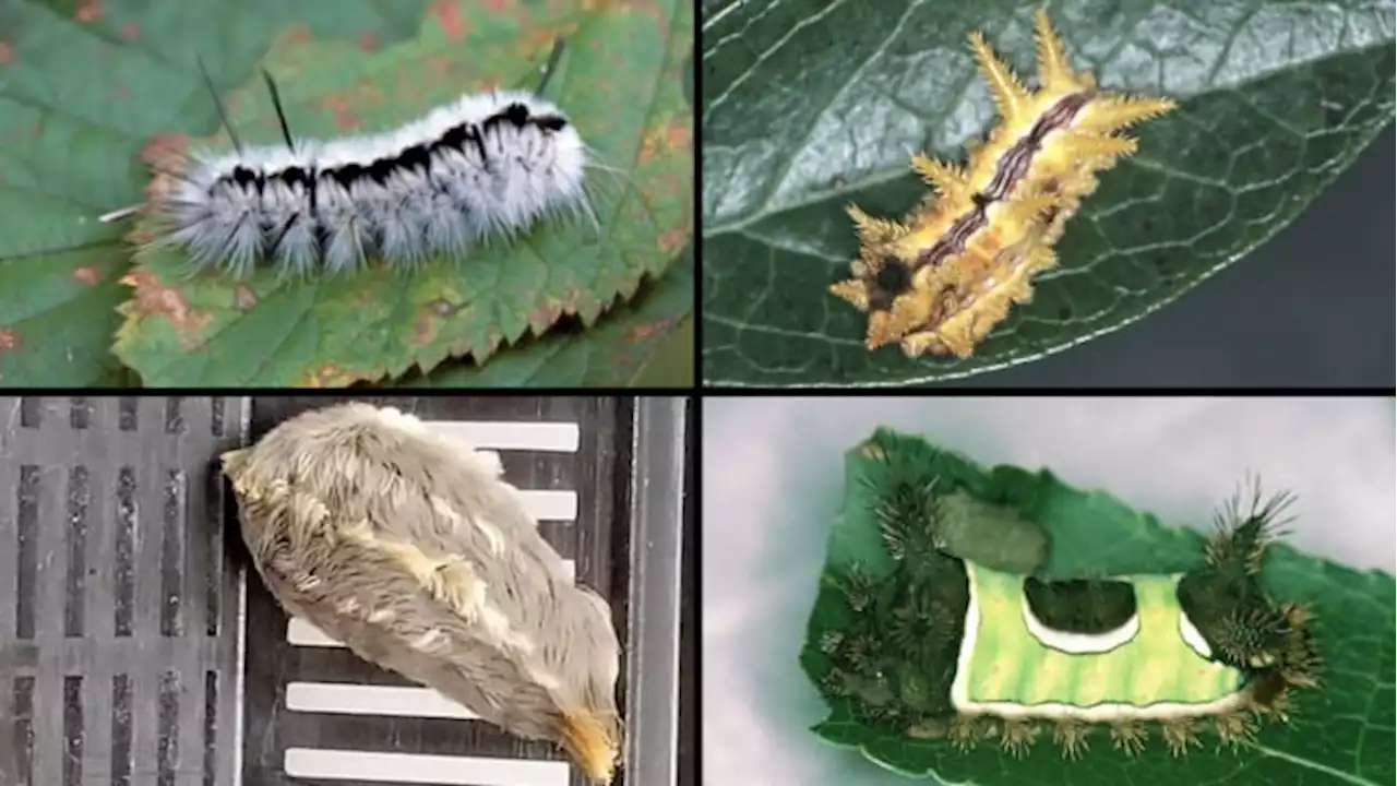 Watch out for stinging caterpillars in San Antonio