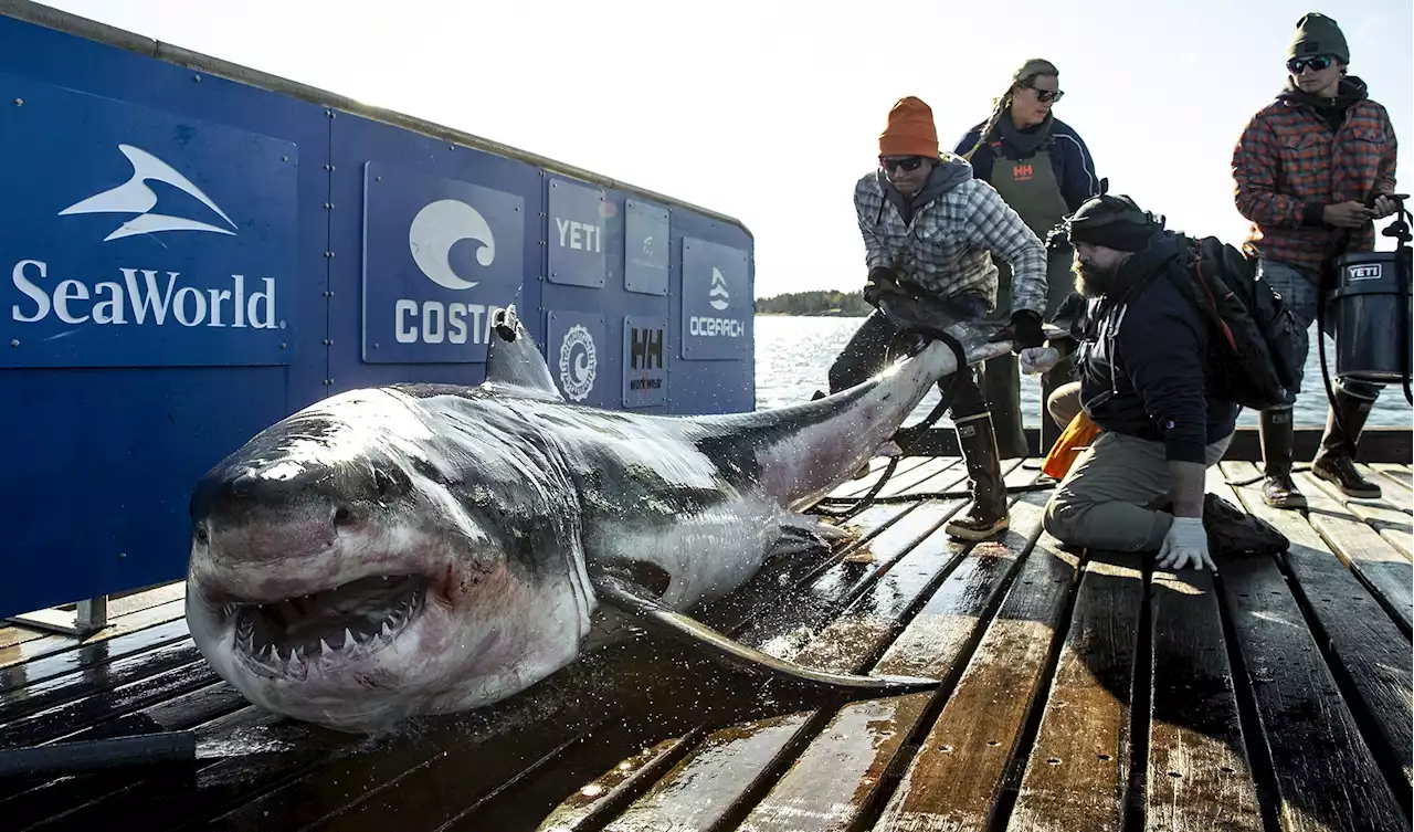 1,000-Pound Great White Shark Named ‘Ironbound' Spotted Near Jersey Shore