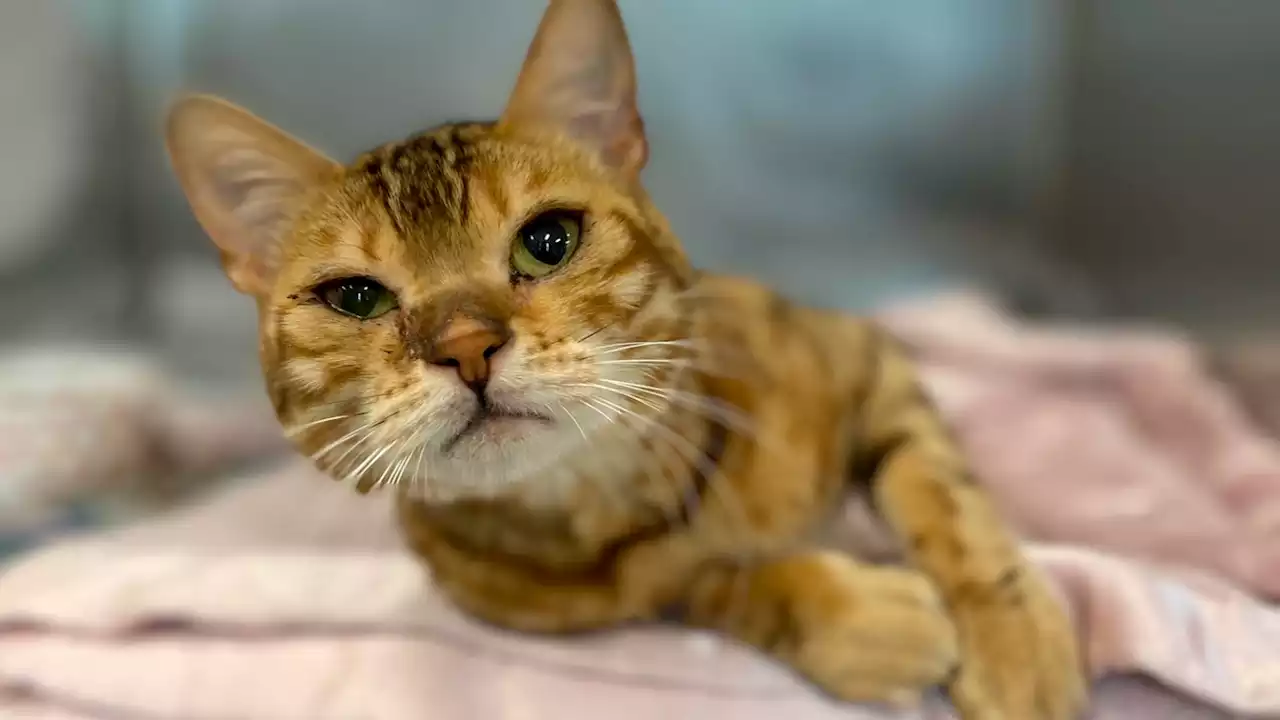 Exotic Bengal Cat Found Injured in Worcester Needs Surgery — and a Home