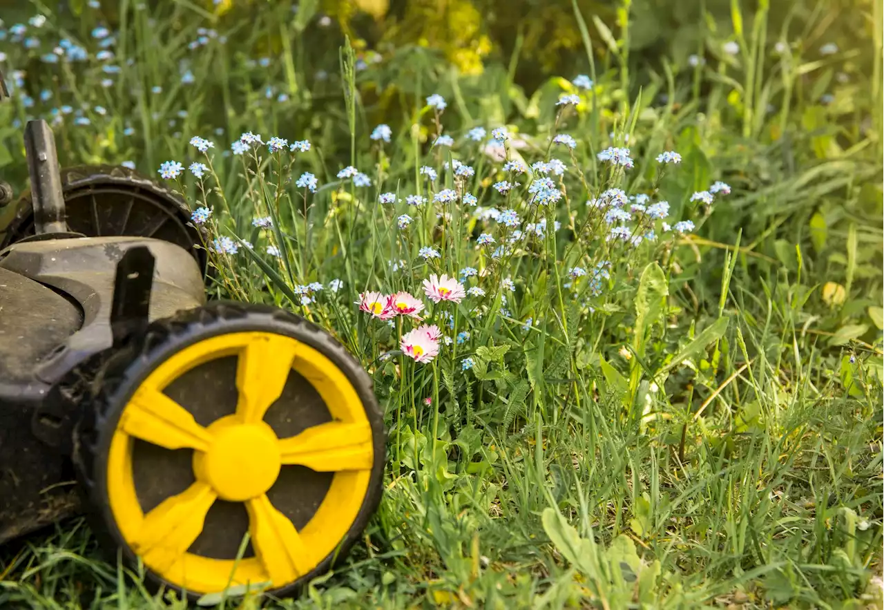 Cities are letting plants go wild for 'No Mow May'