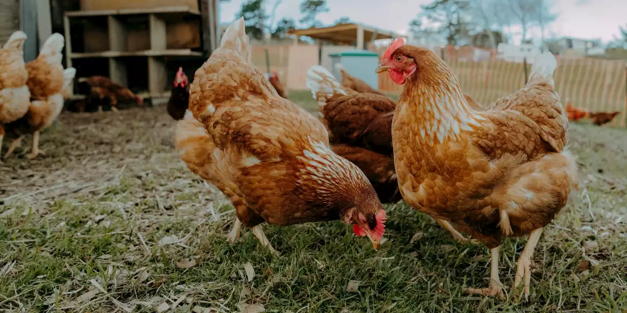 Should Humans Be Worried About the Bird Flu Outbreak?