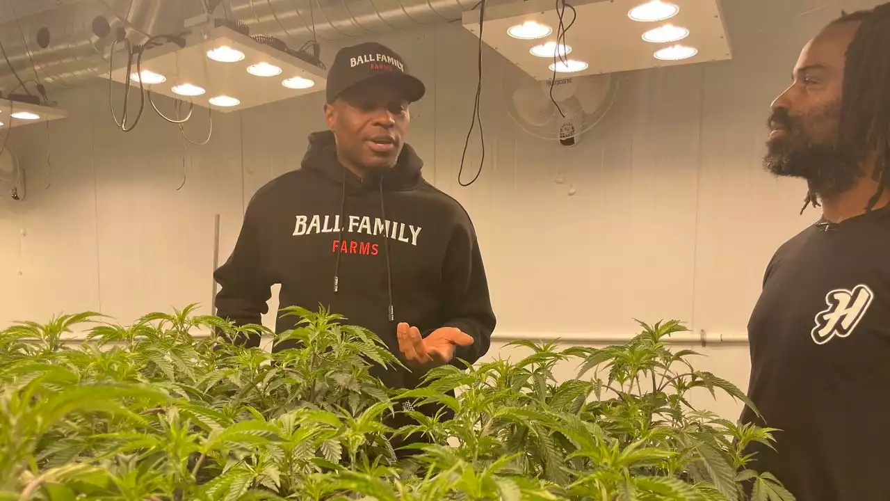 Ricky Williams growing cannabis venture with special partnership