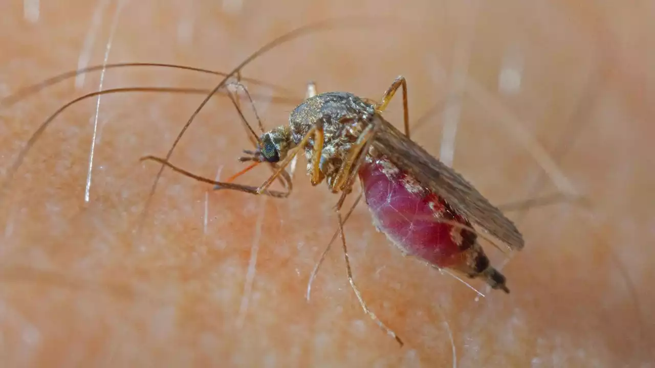 Infektion durch Mückenstich – Insekten übertragen West-Nil-Virus auch in Deutschland