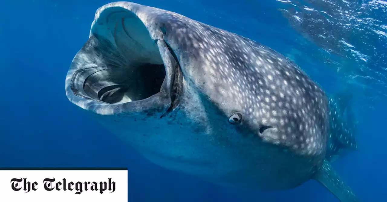 Whale shark populations are plunging – and scientists believe they’ve found the ‘smoking gun’