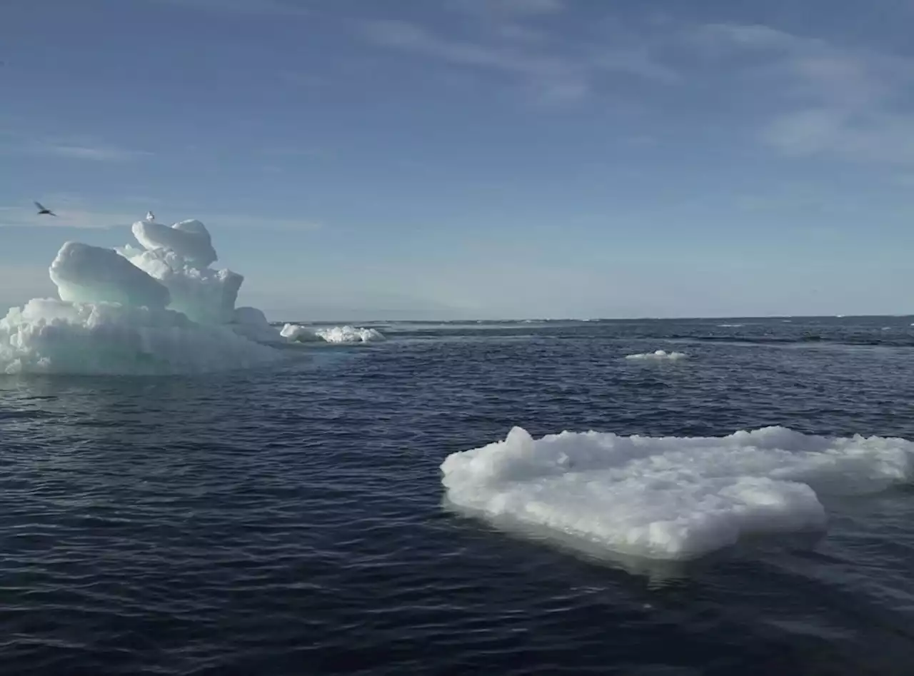 Once the slick is gone: New tool helps scientists monitor chronic oil in Arctic wildlife