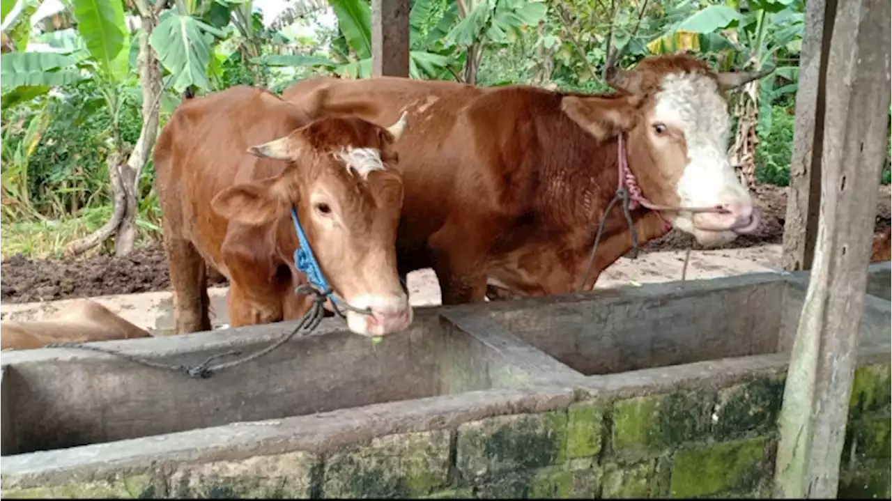 Penyakit Mulut dan Kuku Sapi Merebak Jelang Idul Adha, Begini Tanggapan Gubernur Jawa Timur