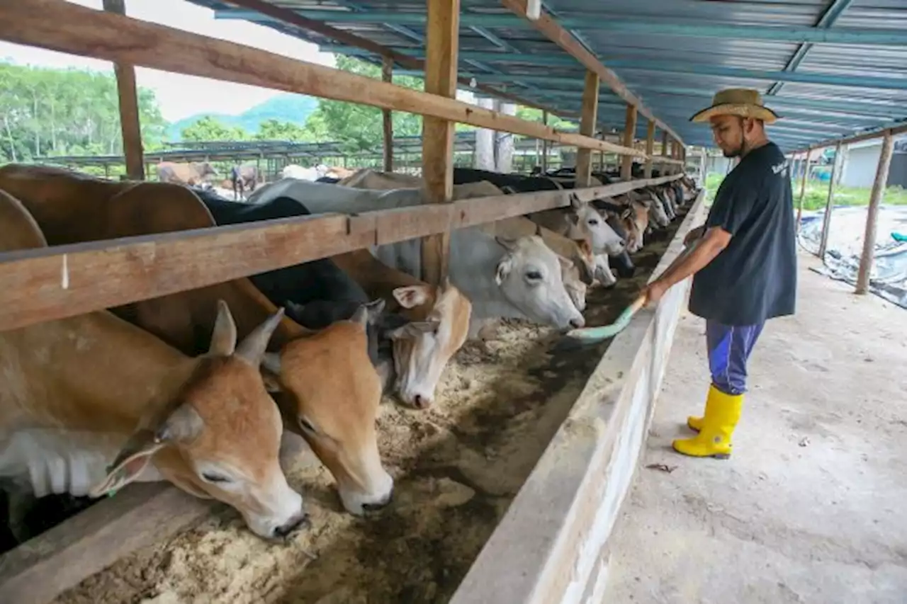 20,000 penternak terhimpit, desak rombak dasar JPV susahkan penternak