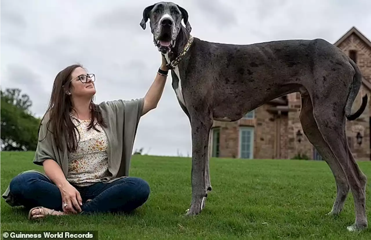 Miliki ketinggian 104cm, Zeus anjing tertingi di dunia