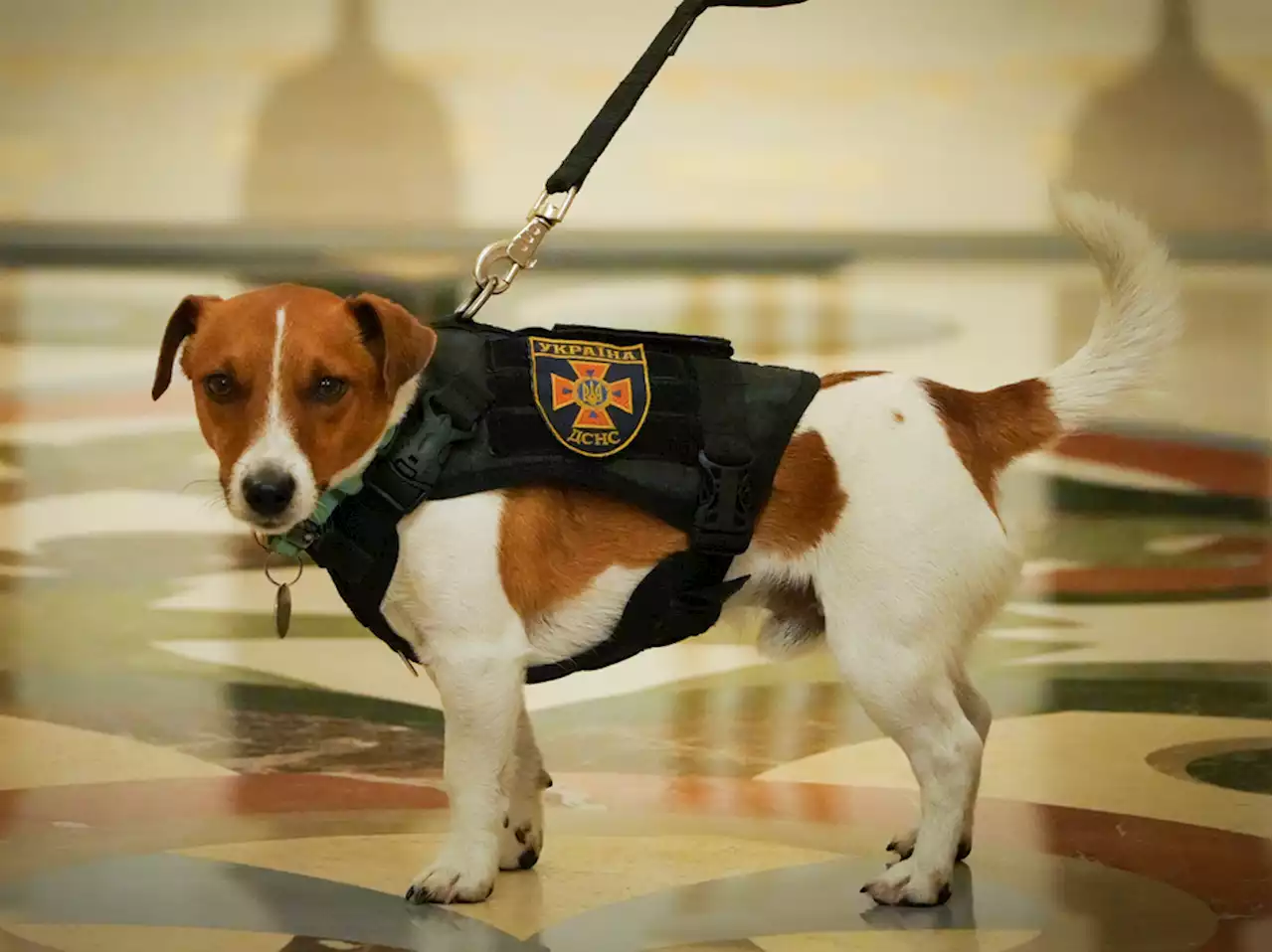 Patron the bomb-sniffing dog cements his hero status with a presidential medal