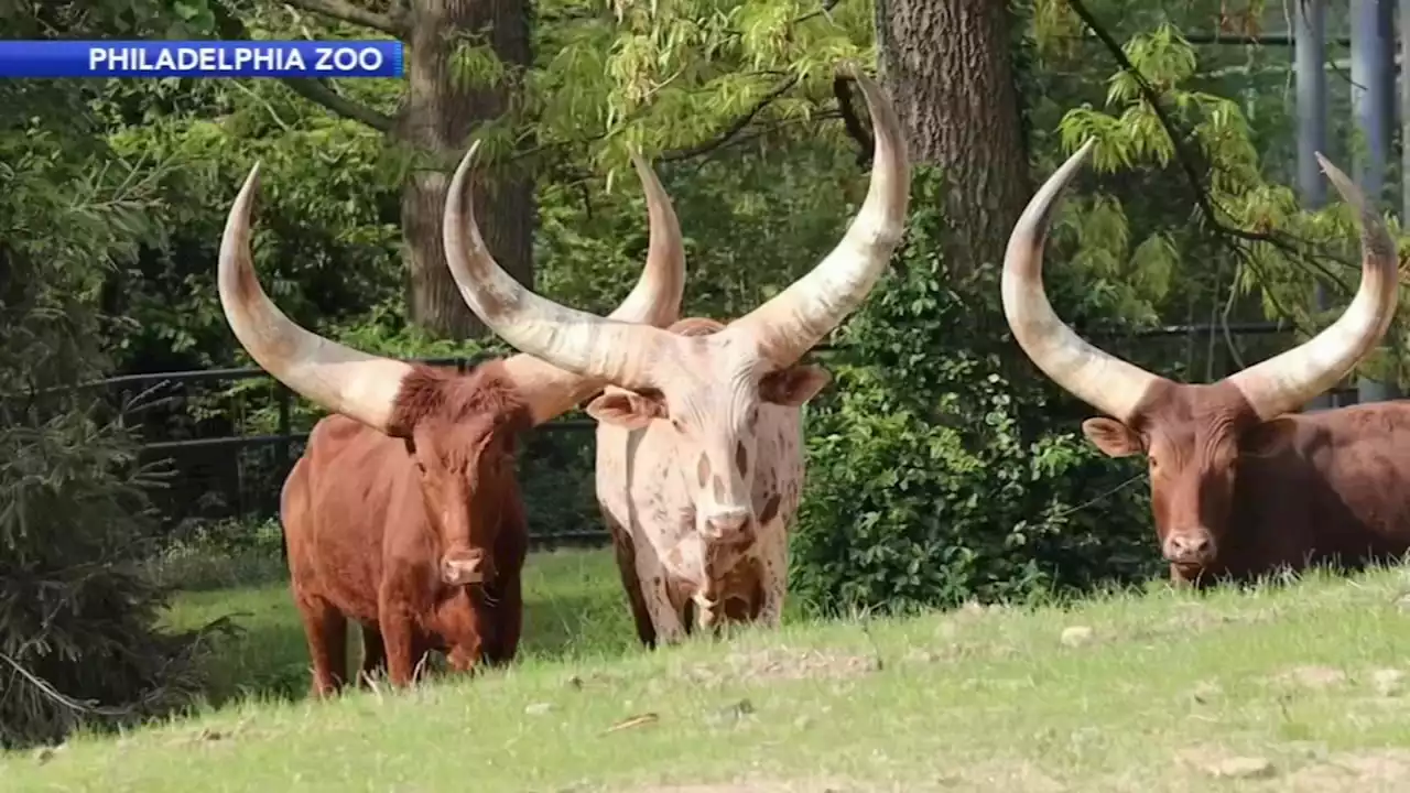 Philadelphia Zoo welcomes 3 new residents: Ankole-Watusi cattle