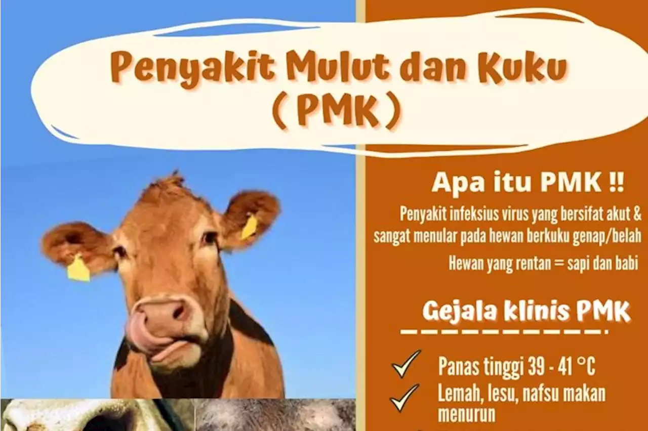 Kementan pastikan stok hewan kurban tak terganggu wabah PMK