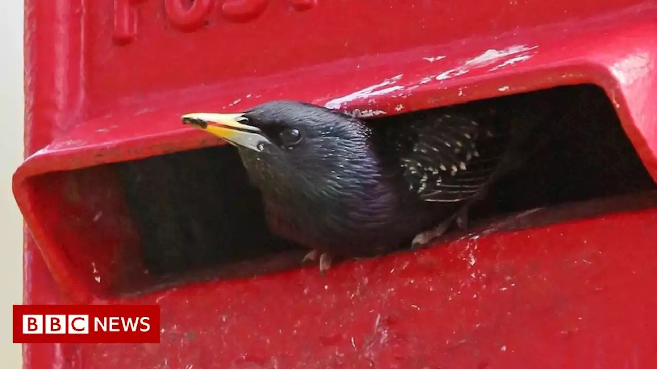 Starlings set up home in Highlands post box