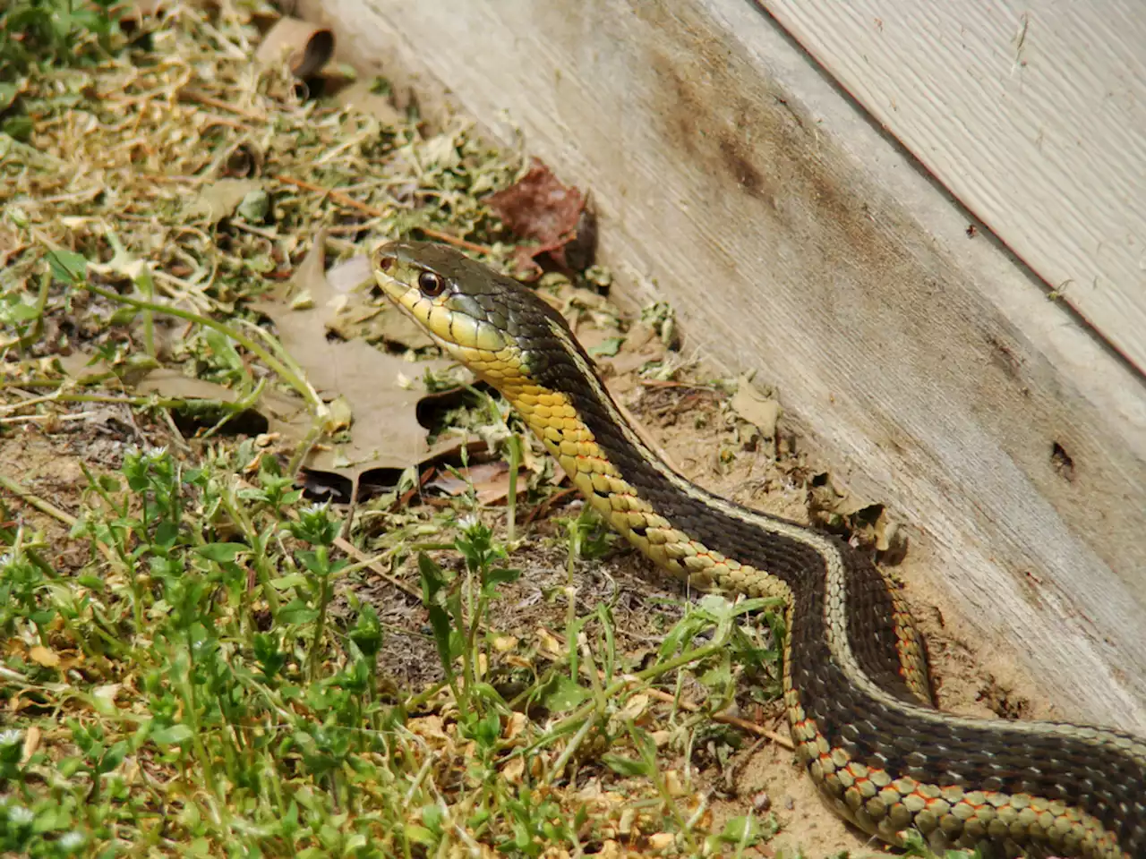 The No. 1 Sign There's a Snake in Your Yard, Experts Say — Best Life