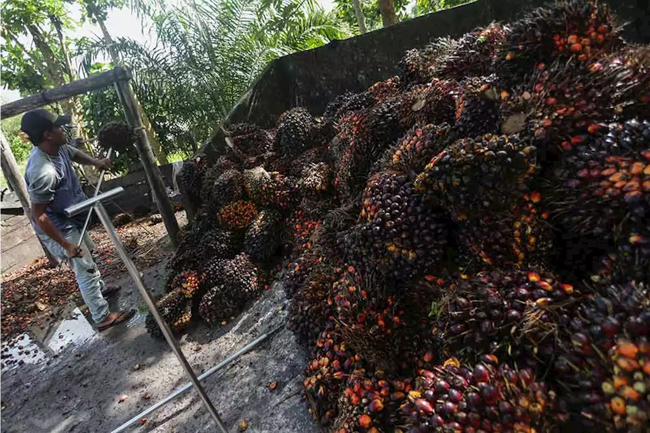 Lebaran Usai, Harga Sawit Riau Anjlok Jadi Rp2.947,58 per Kg | Ekonomi - Bisnis.com