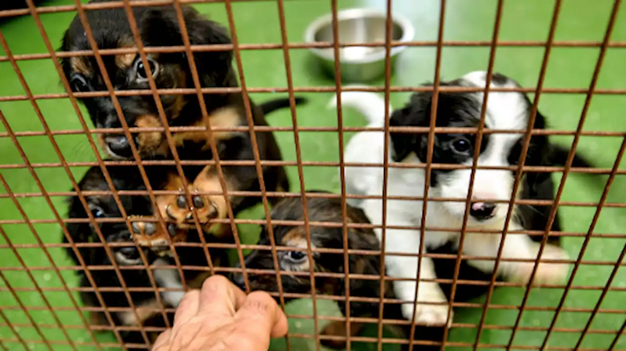 Dallas City Council to vote on 'Humane Pet Store Ordinance'