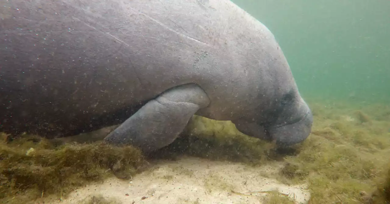 Conservation groups sue EPA over Florida manatee deaths caused by 'preventable' pollution