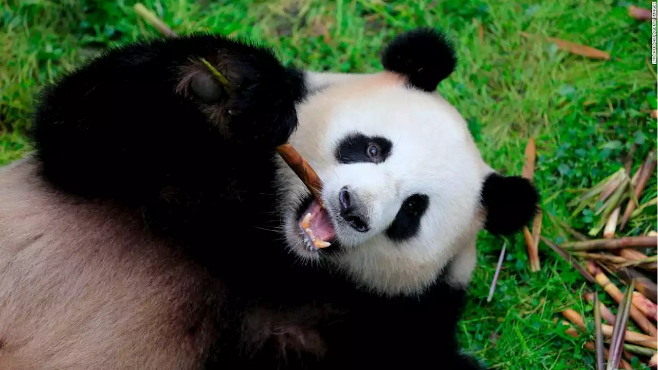 Smart tech is helping to save China's giant pandas