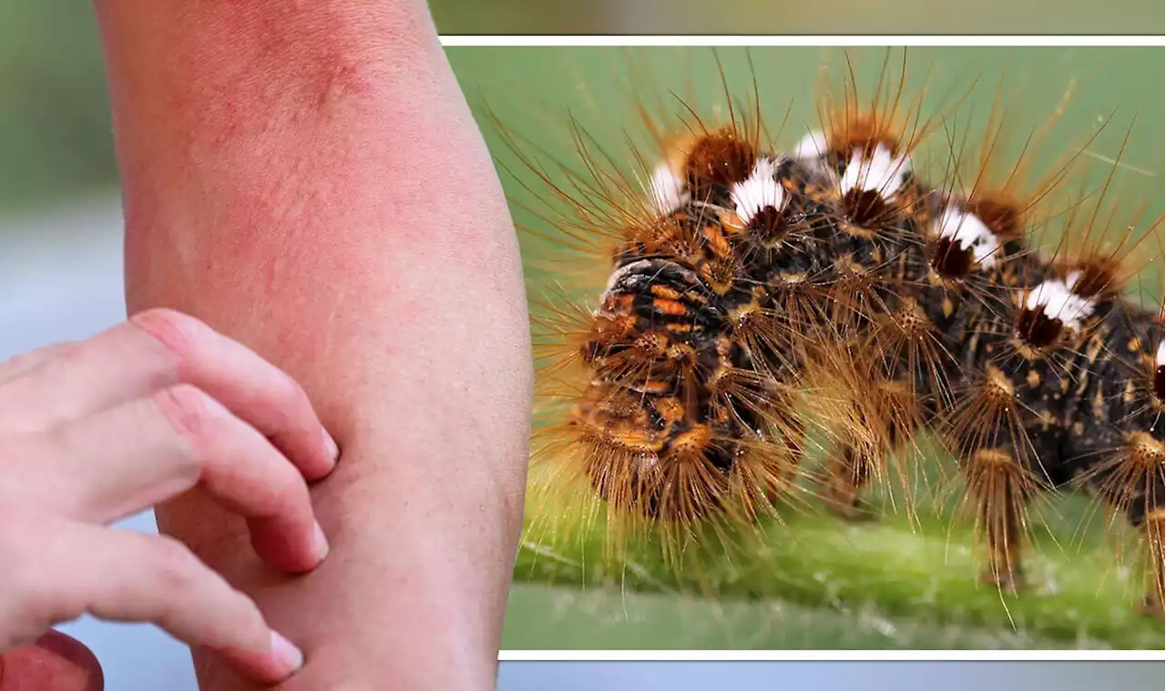 Toxic caterpillar terror: Insecticide sales rocket 1,000 percent after critters swarm