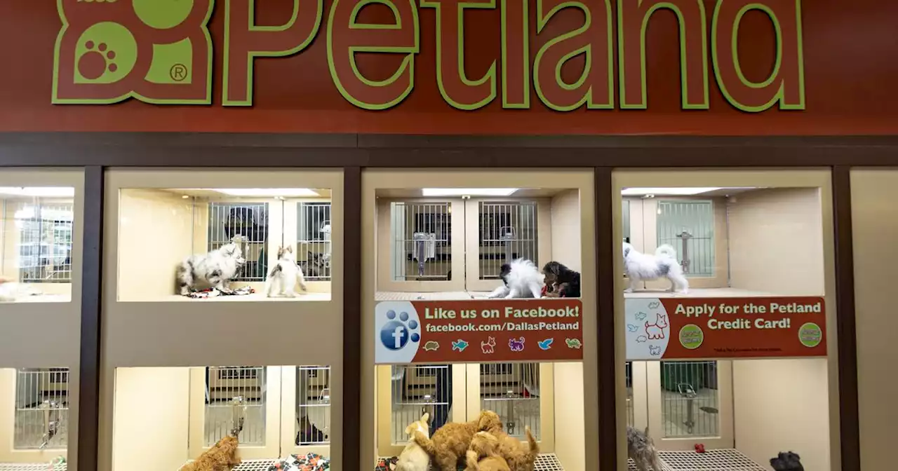 Dallas City Council passes ban on puppy sales at pet stores