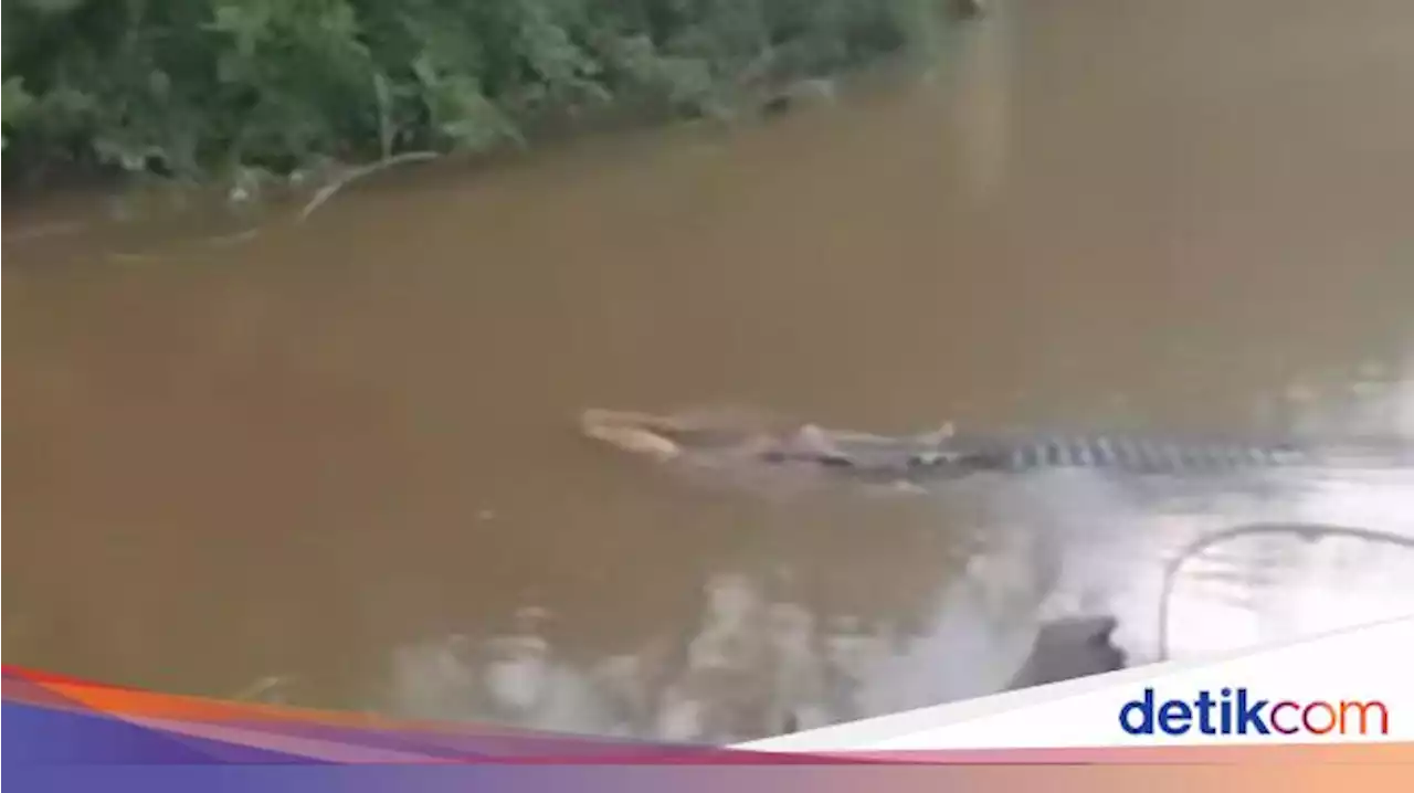 Nelayan Koltim Hilang Diterkam Buaya di Sungai, Tim SAR Masih Cari