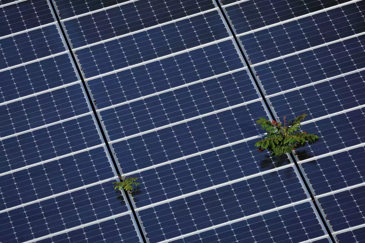 IEA expects record renewable growth in 2022 despite cost, supply problems