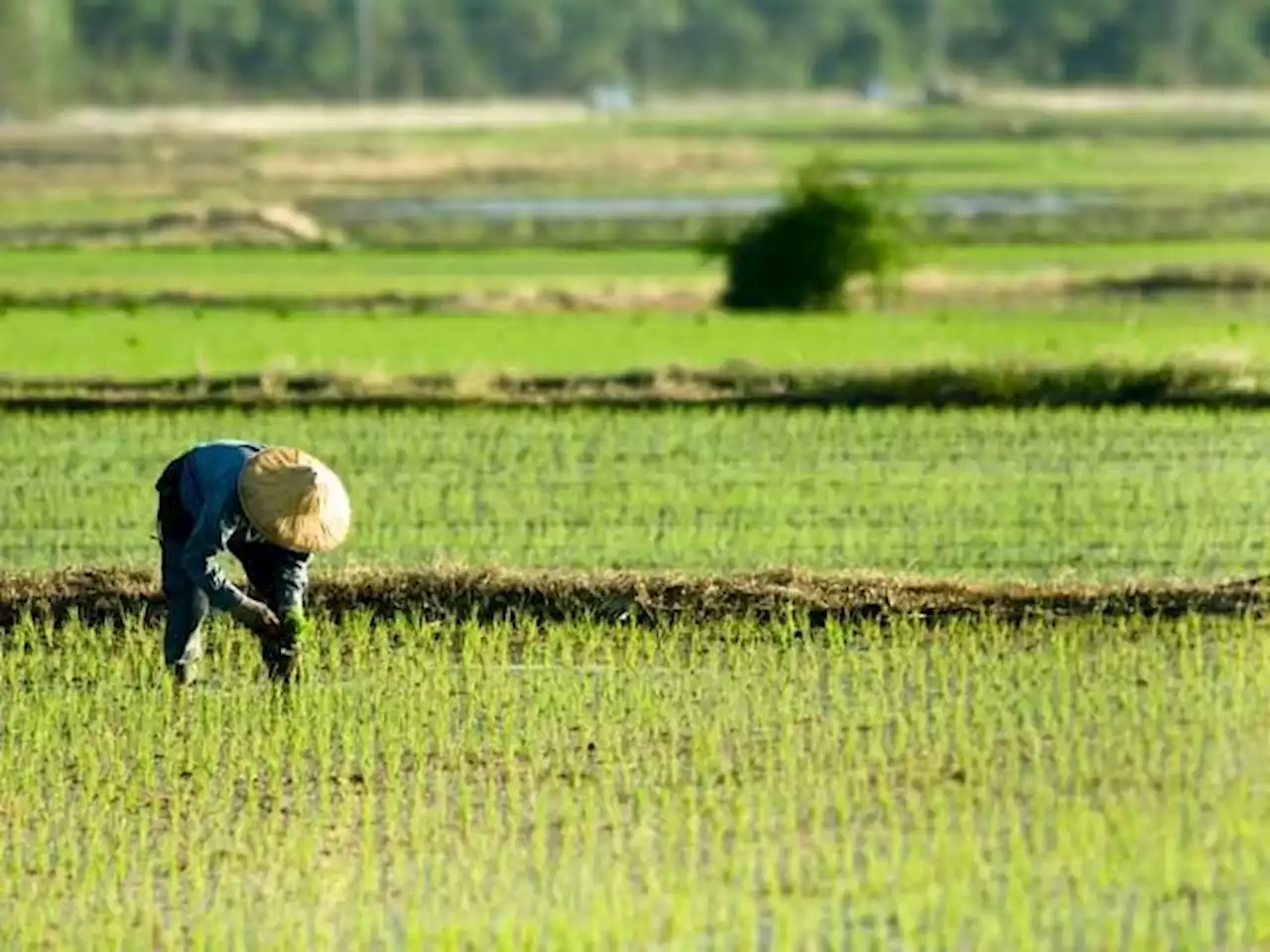 Philippine agri output contracts 3.1% in first quarter