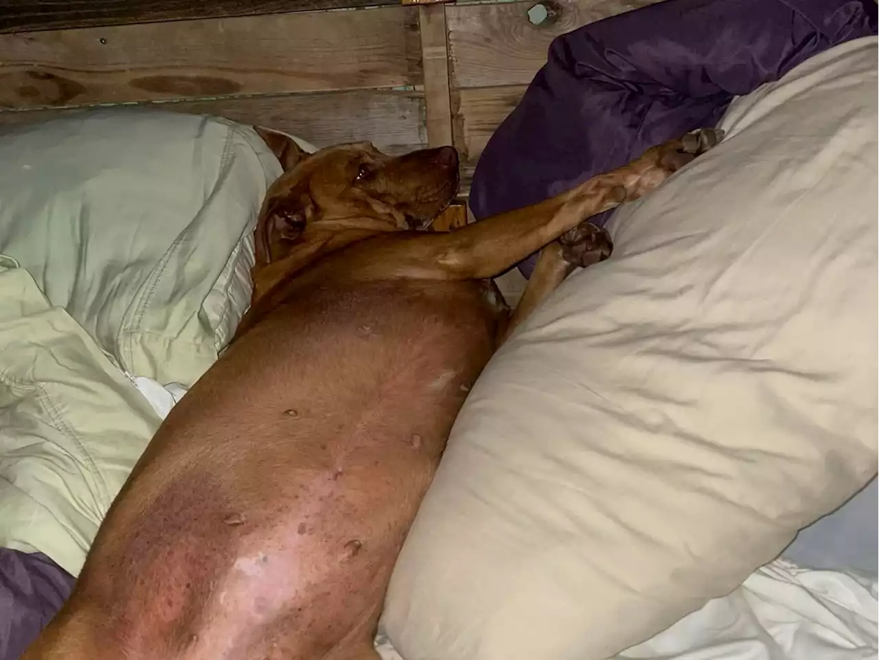 Couple wake to find strange dog sleeping in their bed