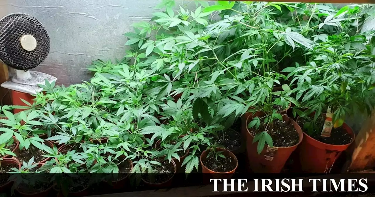 Two arrested after €70,000 worth of cannabis seized in Galway