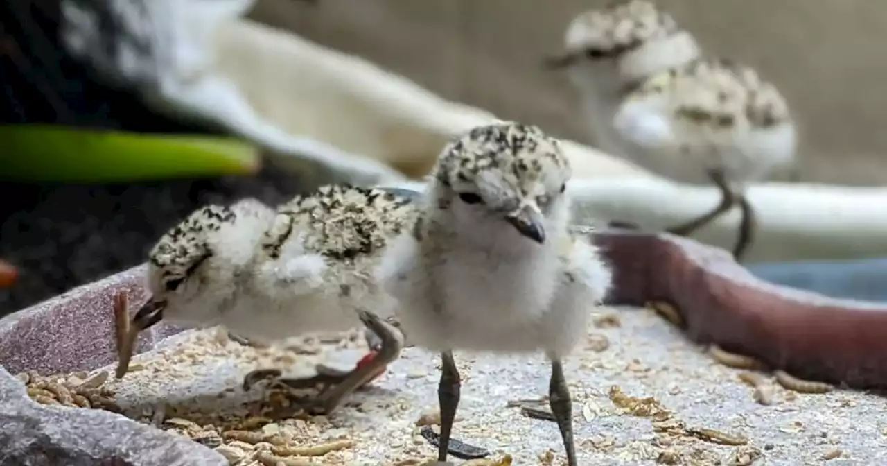 Snowy plovers hatched at Monterey SPCA after eggs found abandoned at beach