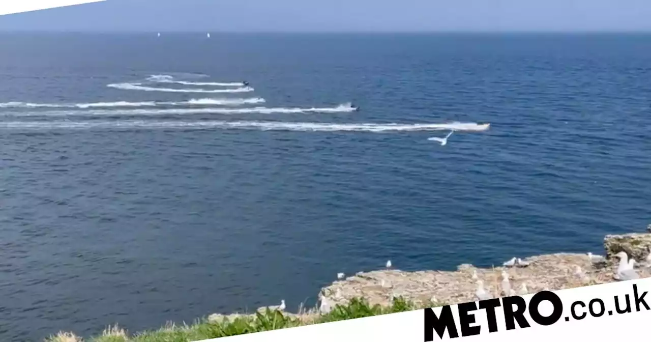 Selfish jet skiers plough through puffin colony