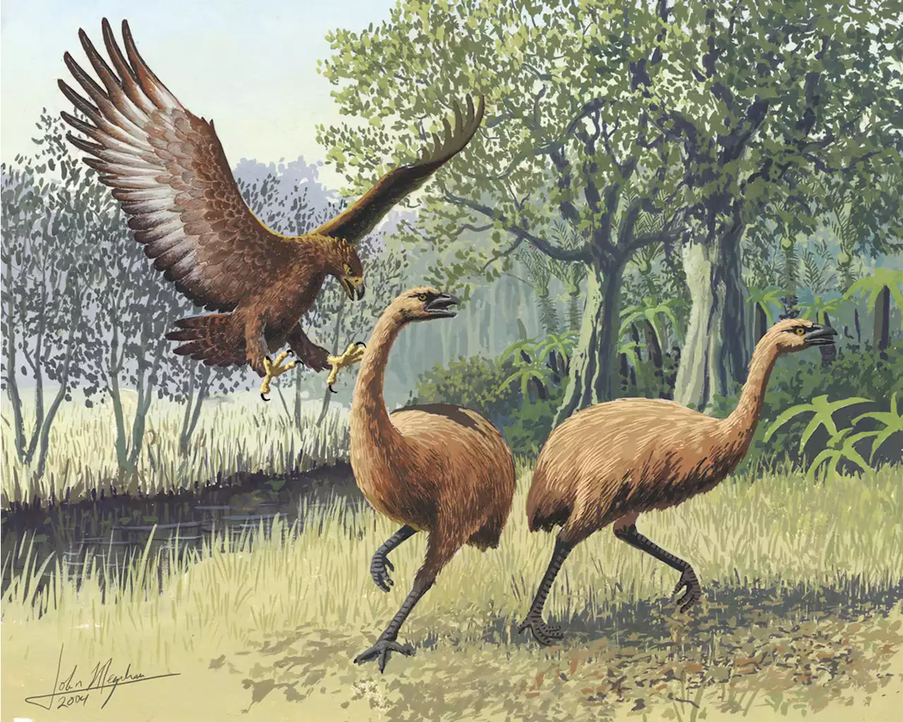 DNA provides unique look at moa and climate change