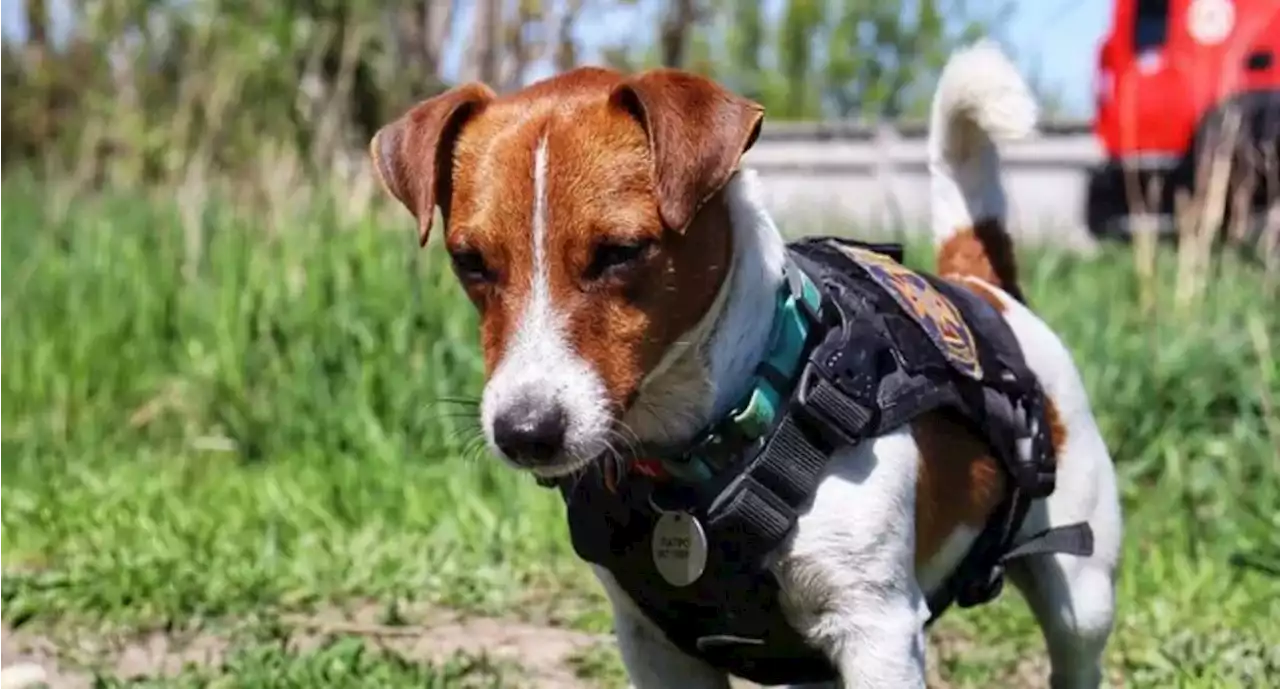 Presidente de Ucrania condecoró a 'Patrón', el perro experto en detectar bombas - Pulzo