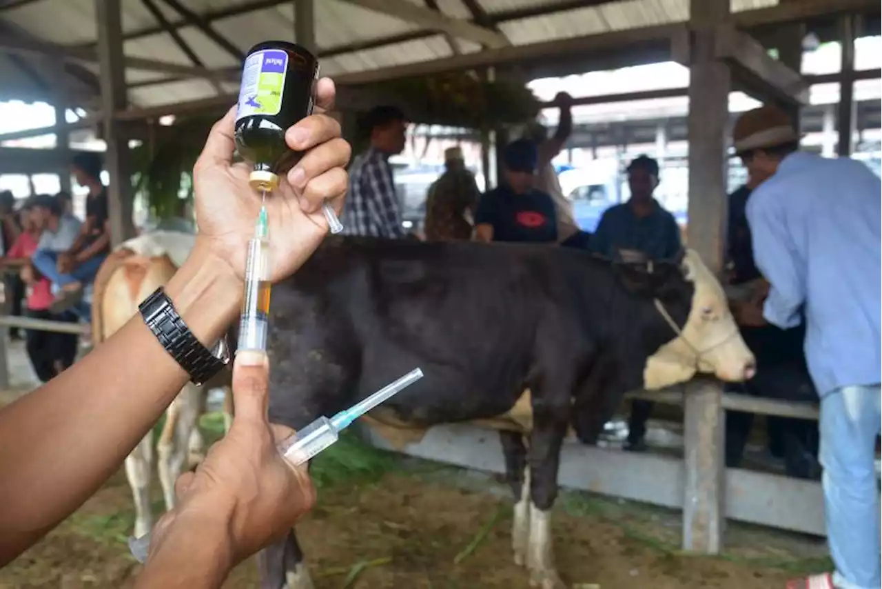 Wabah PMK, Kementan Jamin Kebutuhan Daging Sapi untuk Idul Adha Aman |Republika Online