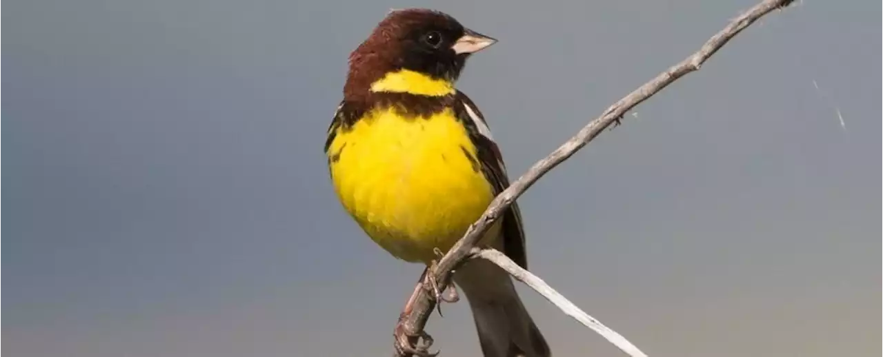 Basically Half of All Known Bird Species Are Grappling With Population Declines