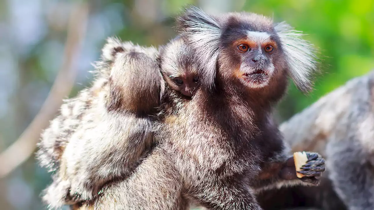 Baby marmosets may practice their first distinctive cries in the womb